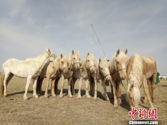 内蒙古元上都草原首开春季那达慕 超两万人来