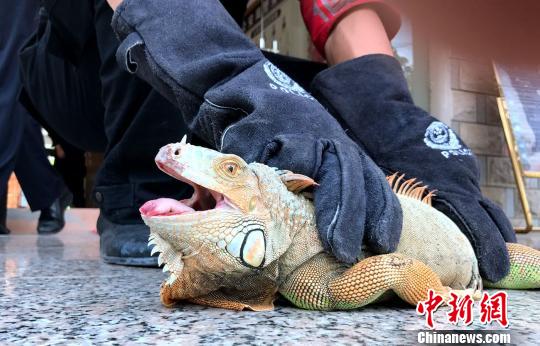 图为被警方捕获的绿鬣蜥,不停挣扎企图逃脱。 常宗波 摄