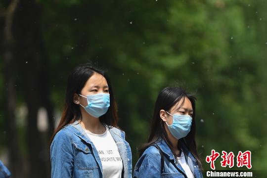杨柳絮乱飞惹人烦 民众戴口罩出行|柳絮|口罩|民