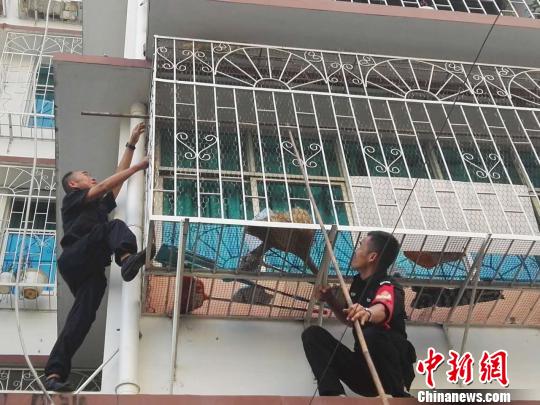 图为民警互相配合,对绿鬣蜥实施抓捕。 常宗波 摄