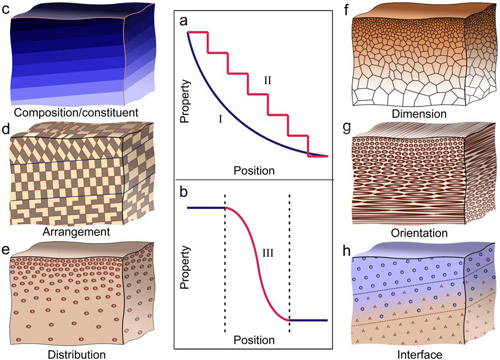天然生物与仿生梯度材料研究获进展|梯度|材料