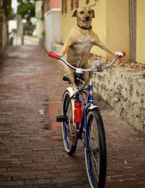 只适合单身狗?共享单车为什么没有后座|自行车