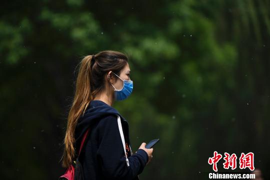 资料图：杨柳絮乱飞惹人烦 民众戴口罩出行。武俊杰 摄