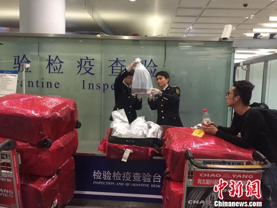 图为被截获的欧洲鳗鲡苗。杭州机场办供图