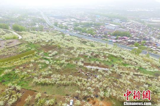 图为满山梨花盛开。 王志栋 摄