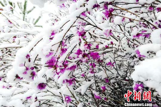 中国“北极”立夏飘雪美景 王景阳 摄