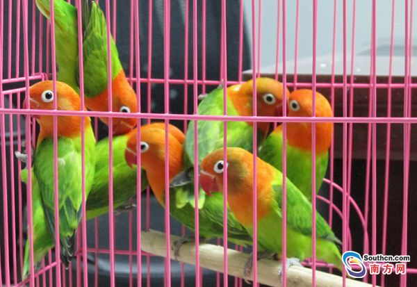 藏匿珍贵野生动物鹦鹉出境 被汕头海关缉私局