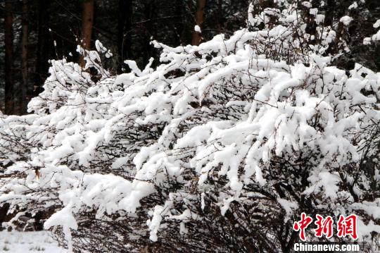 中国“北极”立夏飘雪美景 王景阳 摄