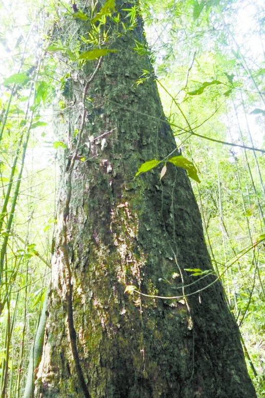 江华发现大面积穗花杉群落 冰川元老 子孙满堂