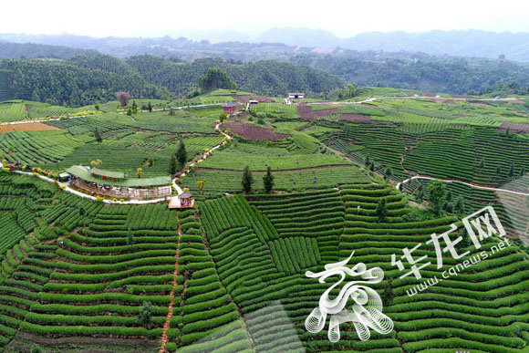 上帝视角 下的牛碾坪:万亩花园遍地绿|碾坪|茶园