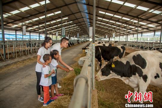 内蒙古畜牧业转型升级 休闲观光牧场为 中国乳