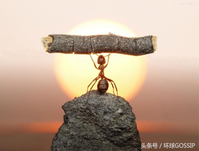 小蚂蚁最大的就是起数自己,它们确实是动物世界中的大力士,举机构海口市v蚂蚁白敌人蚂蚁有多少个图片