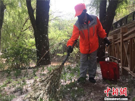 柳絮飞舞如飘雪 兰州将逐步淘汰柳树|柳絮|柳