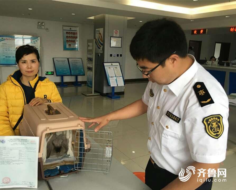 另类宠物可以出国了,山东首签非犬猫类动物卫