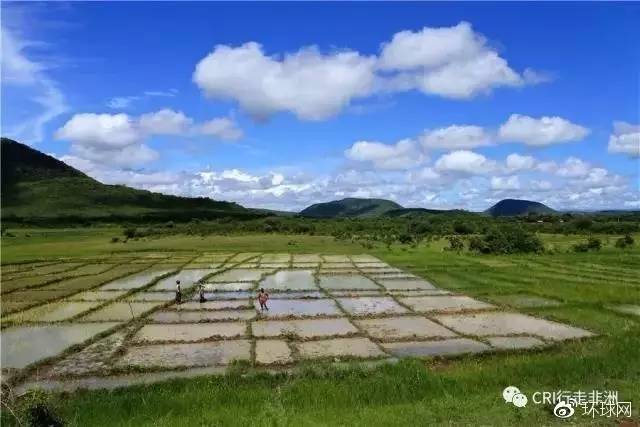  ▲铁路沿线在水稻田里辛勤劳作的农民