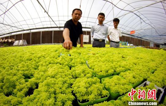 德兴市副市长叶树林(中)等人在大棚内查看多肉植物“黄金草”的长势。 王昊阳 摄
