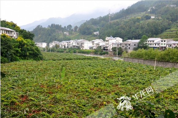 重庆城口县_城口县人均收入