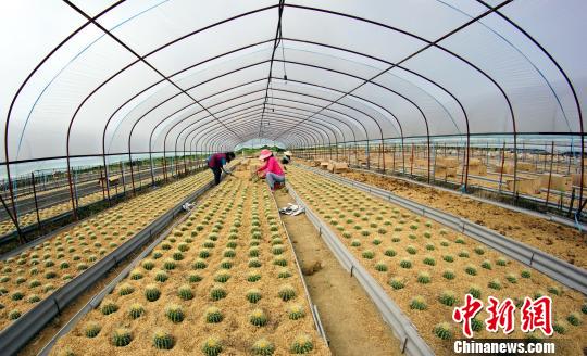 德兴市张村乡华盛花卉种植专业合作社的种植户正在忙碌种植仙人球。 王昊阳 摄