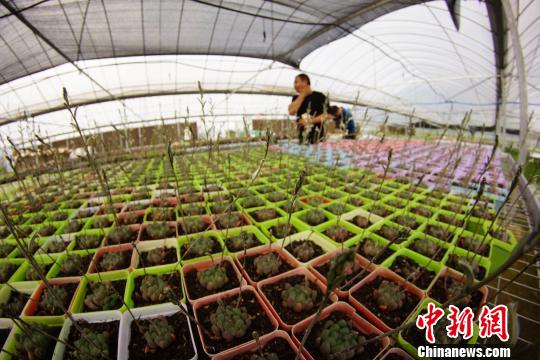 大棚内种植的多肉植物“宫灯玉露”。 王昊阳 摄