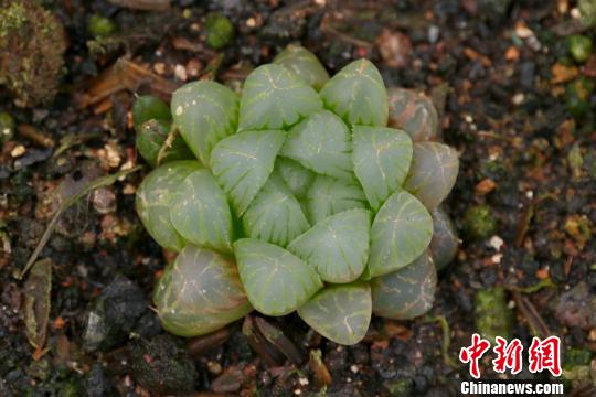 基地种植的最为名贵的多肉植物“玉露”,通体晶莹剔透,为多肉珍品。 王成前 摄