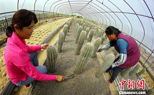种植户正在为仙人掌培土。 王昊阳 摄