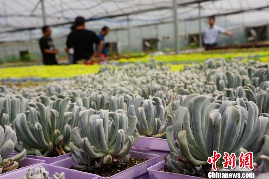 多肉植物在温热的大棚内呈现一片生机盎然的景象。 王昊阳 摄
