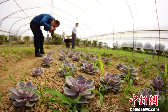 大棚内种植的多肉植物“红心莲”。 王昊阳 摄