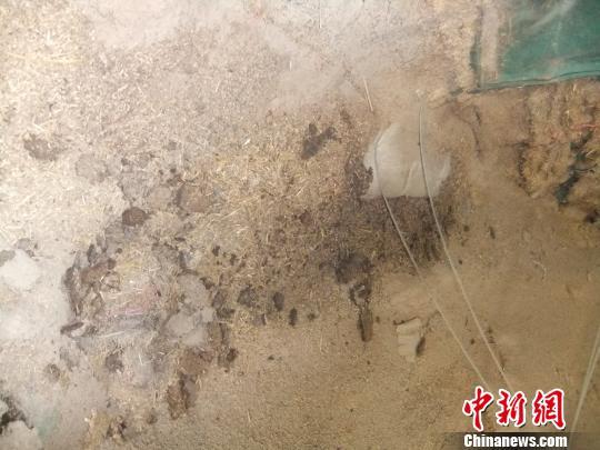 中储粮光武分库正在组织车辆将已经变质的小麦运走。吴扬 摄