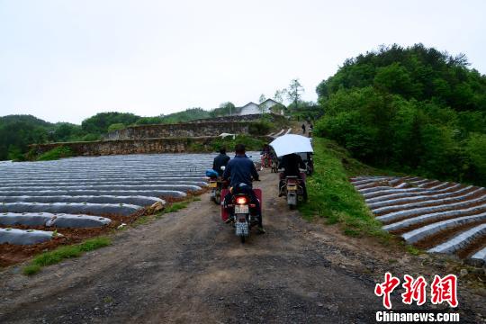 阴天下雨最适合烟叶移栽。开完会后,烟农们散去。 邢翀 摄