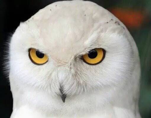 MPV火了 趁着出行旅游季 下一个会是旅行车吗?