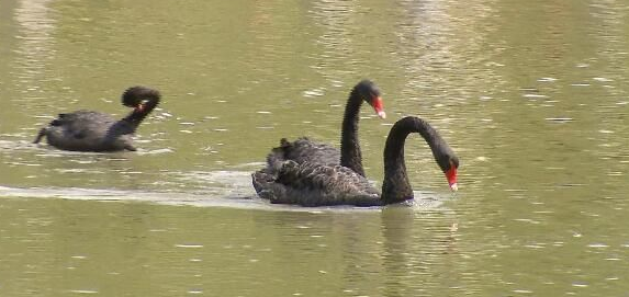 每日轻松一刻5月11日 屌了!共享主义的未来是共享Wife