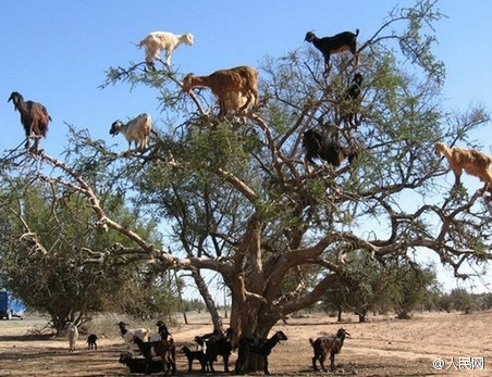 每日轻松一刻5月11日 屌了!共享主义的未来是共享Wife