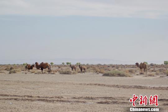 图为野骆驼。 孙海龙 摄