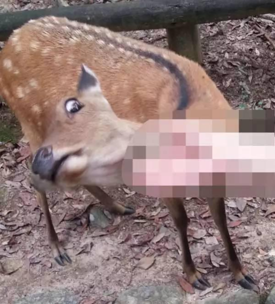 每日轻松一刻5月11日 屌了!共享主义的未来是共享Wife