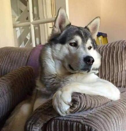 每日轻松一刻5月11日 屌了!共享主义的未来是共享Wife