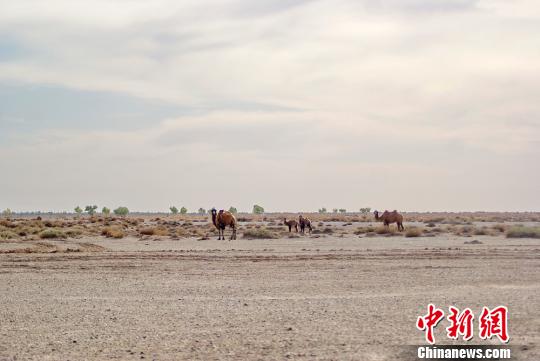 野骆驼完全适应了放归地的环境。 孙志成 摄