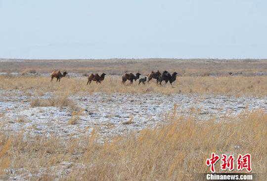 2017年是敦煌西湖国家级自然保护区放归的普氏野马、野骆驼在去年以来没有人工补饲的条件下成功繁育的一年。 王海 摄