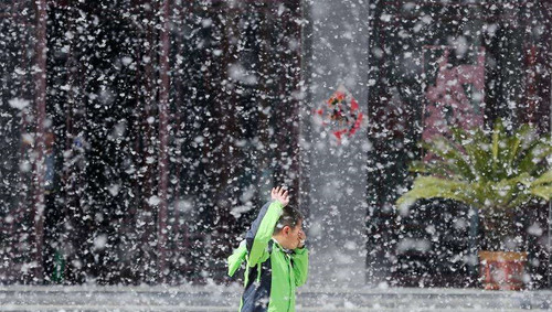 杨絮柳絮惹人烦,春日何时不 飞雪 |飞絮|杨柳树
