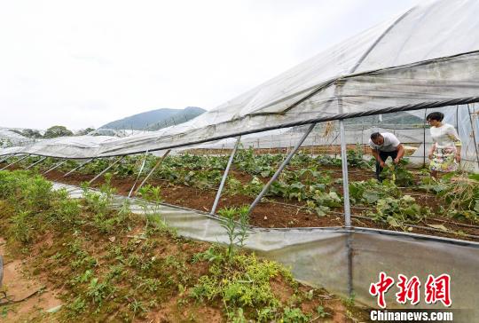 地遭遇大风冰雹袭击 航拍有机蔬菜基地受损大