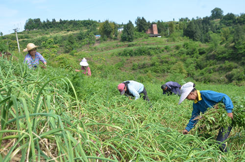 梁平:引进山东大蒜 创收帮邻两不误|大蒜|梁平|蒜苔_新浪新闻
