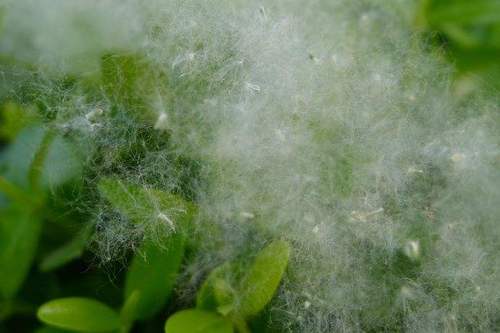 杨絮柳絮惹人烦,春日何时不飞雪