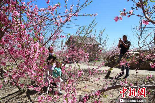 五月中旬新疆乌鲁木齐周边万亩桃园花开正艳|