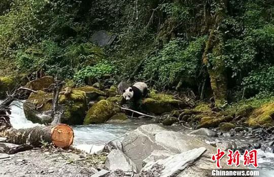 野生大熊猫下山喝水　当地村民 供图　摄