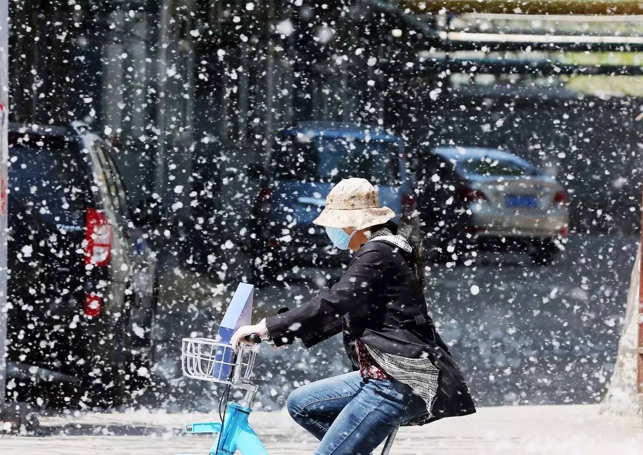 一图丨杨柳絮的自白:各位息怒 让我把话说完再动手不迟