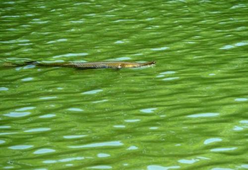 巨型食肉鱼入侵日本 体长超1米外形似鳄鱼(图