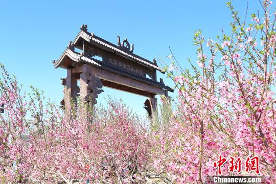 五月中旬新疆乌鲁木齐周边万亩桃园花开正艳|