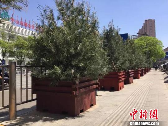 图为呼和浩特街道两侧的箱体树木。　张林虎 摄