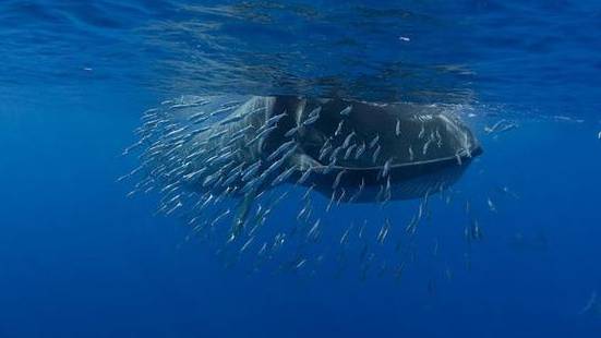 太空板业财报疑点重重 沾上雄安居然五涨停|盖