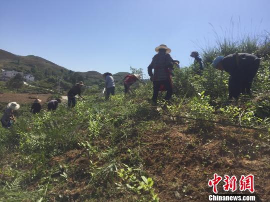 部分村民正在茶场除草。 刘鹏 摄