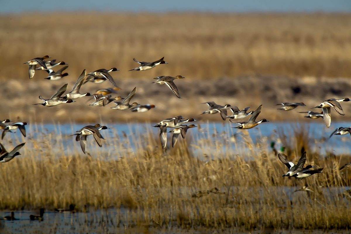 沪社科院副院长张兆安:崇明生态岛建设,要借鉴